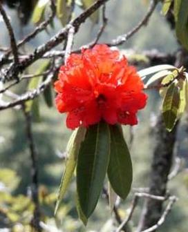 Rhododendron