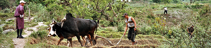 Working in the field